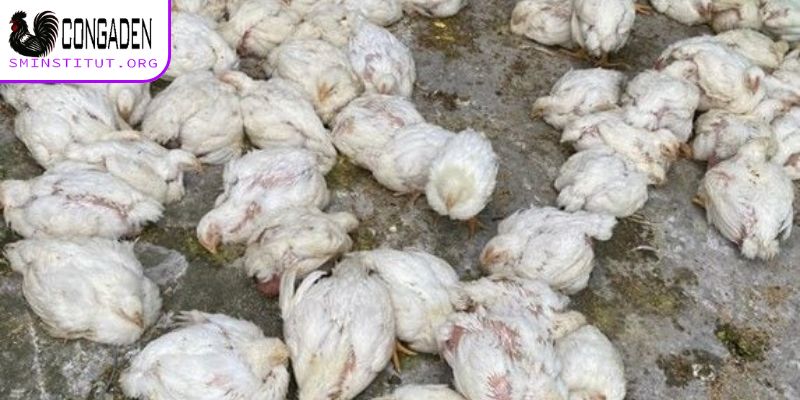 Phòng và trị bệnh Gumboro ở gà - Hiệu quả, đơn giản 4 bệnh Gumboro ở gà