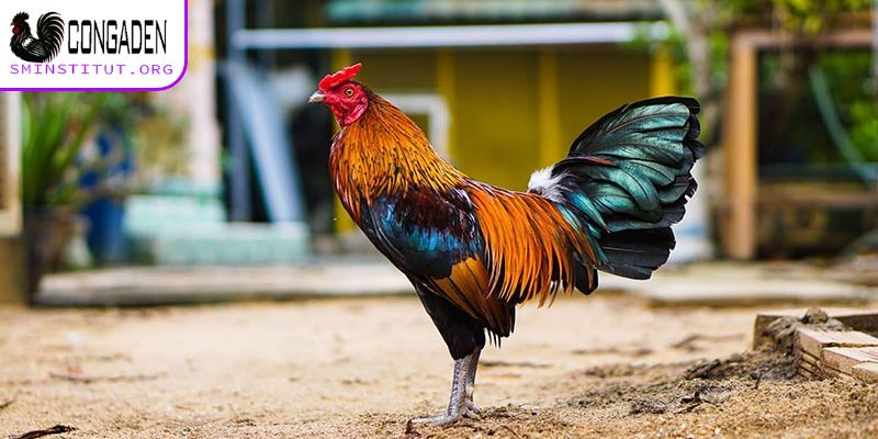 Gà thay lông bao lâu? Bí quyết chăm sóc hiệu quả! 6 Cách chăm sóc gà chọi giúp thay lông nhanh nhất