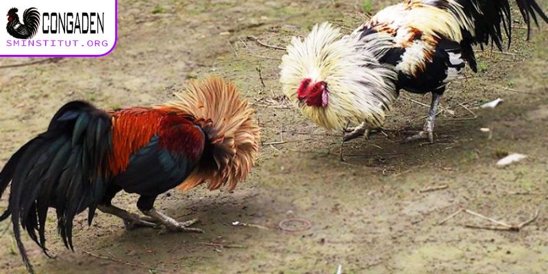 Cách ngâm rượu bóp cho gà chọi