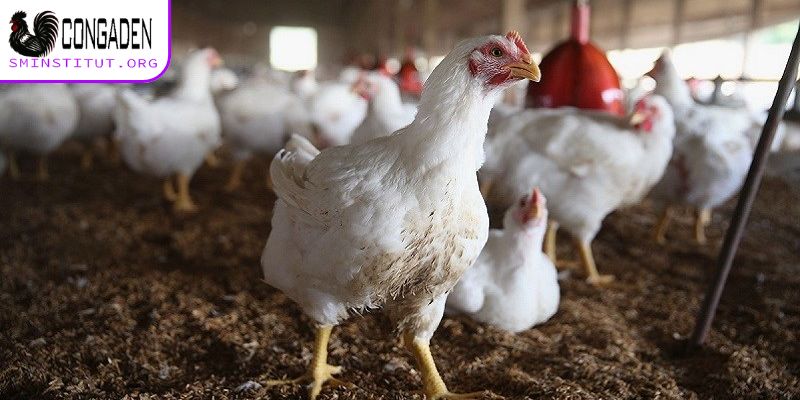 Phòng và trị bệnh Gumboro ở gà - Hiệu quả, đơn giản 6 Cách phòng ngừa bệnh Gumboro ở gà chọi