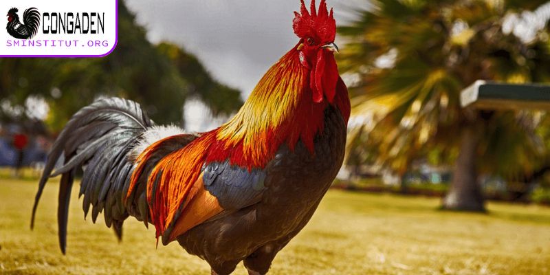 Gà thay lông bao lâu? Bí quyết chăm sóc hiệu quả! 4 Gà thay lông bao lâu