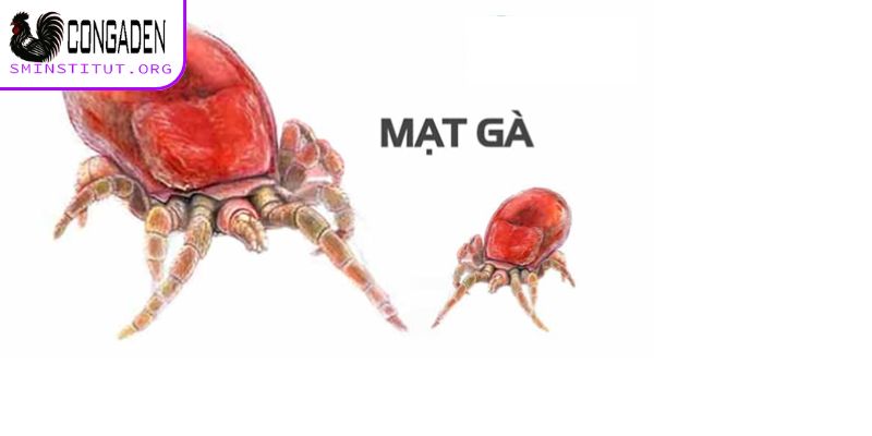 Cách trị mạt gà - Diệt tận gốc, bảo vệ đàn gà khỏe mạnh! 6 Hướng dẫn cách trị mạt gà chuẩn chỉnh cho kê thủ