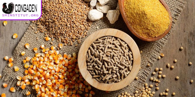 Hướng dẫn cách vô mồi cho gà đá chuẩn nhất