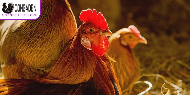 Gà thay lông bao lâu? Bí quyết chăm sóc hiệu quả! 7 Khi gà thay lông cần chú ý vấn đề gì?