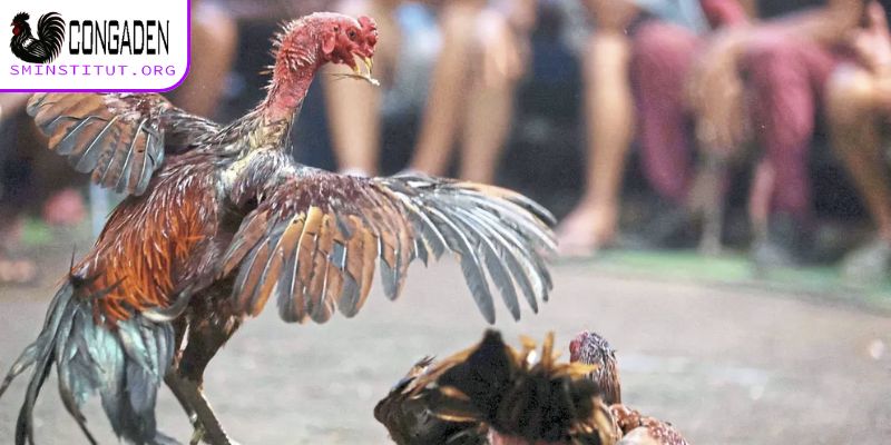 Trang Chủ 17 Không gian xem đá gà bảo mật