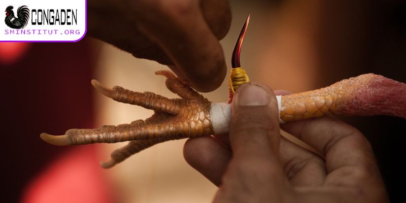 Quấn cựa gà đá có tầm quan trọng ra sao