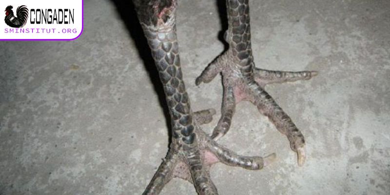 Vảy vòng tựa - Vảy gà chọi xấu cần tránh