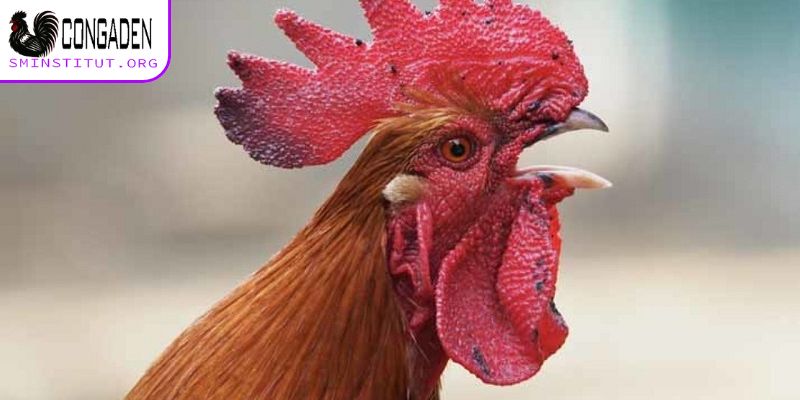 Vì sao xuất hiện nguyên nhân gà chọi bị mốc?