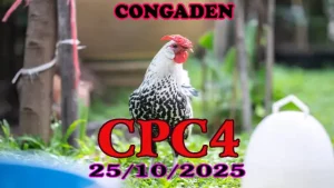 Xem lại clip đá gà Thomo CPC4 ngày 25/10/2025