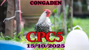 Video đá gà Trực tiếp c5 ngày 15/10/2025