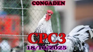 Xem lại đá gà Thomo C3 hôm nay 18/10/2025