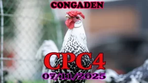 Xem lại các trận đá gà Thomo CPC4 hôm nay 07/11/2025