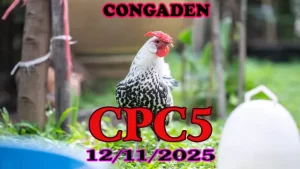 Tải Ngay Video Xem Lại Đá Gà Trực Tiếp CPC5 Thomo 12/11/2025