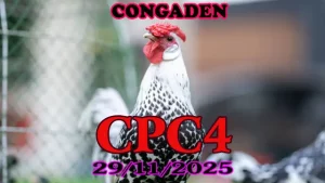 Xem trực tiếp đá gà CPC4 hôm nay 29112025 - Kết quả nóng hổi