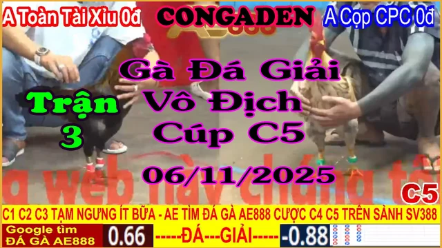 Gà Đá Giải C5 Trận 3: Anh Toàn Tài Xỉu (0đ) vs Anh Cọp CPC (0đ)