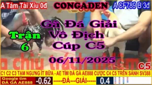 Gà Đá Giải C5 Trận 6:A.Tám Tài Xỉu (0đ-đỏ) vs A.CF789 B (3đ-xanh)