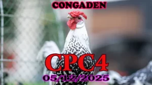 Đá gà thomo CPC4 05122025 – Video trực tiếp và phát lại sắc nét