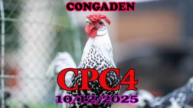 Full trận trực tiếp đá gà CPC4 phát lại hôm nay 10122025