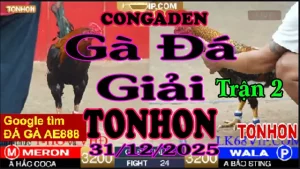 Gà Đá Giải TONHON Trận 2 A Hắc Coca vs A Bảo STing – Hạng Cân 3.2kg