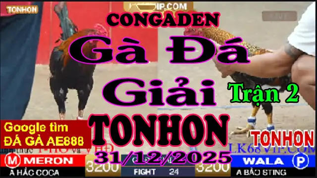 Gà Đá Giải TONHON Trận 2 A Hắc Coca vs A Bảo STing – Hạng Cân 3.2kg