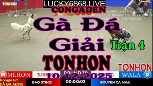 Gà Đá Giải TONHON Trận 4 A Bảo Sting vs A Nguyên C.Mau – Hạng Cân 3.1kg