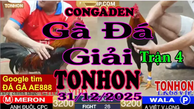 Gà Đá Giải TONHON Trận 4 A ĐuôL CPC vs A Việt V.Long – Hạng Cân 3.2kg