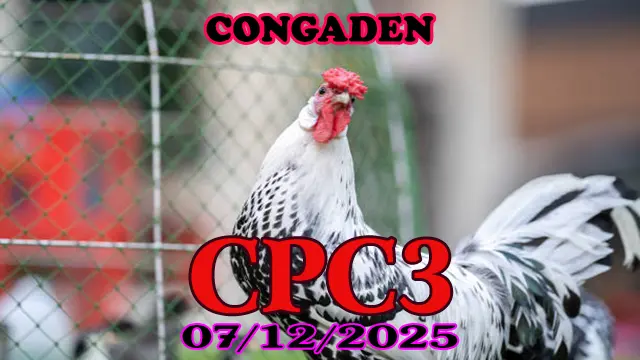 Tổng hợp video trực tiếp đá gà Thomo CPC4 hôm nay 07122025