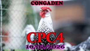 Xem đá gà CPC4 trực tiếp ngày 10022026 không lag